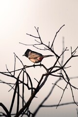 Bird on a tree branch