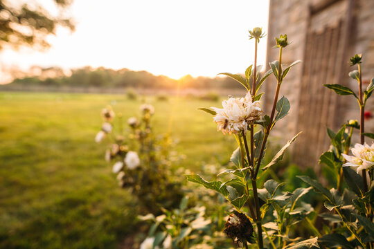 Fototapeta Closeup of flowers on a farm