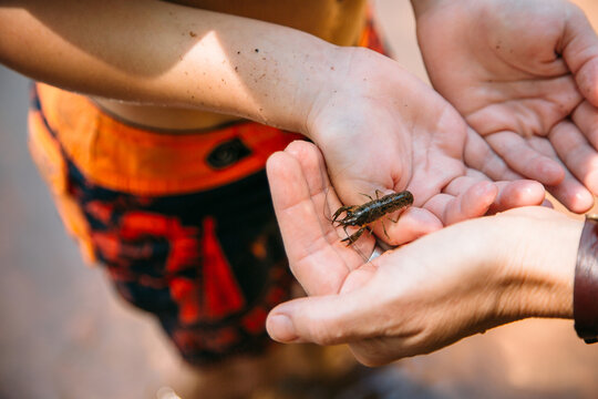 Boy holding crawfish