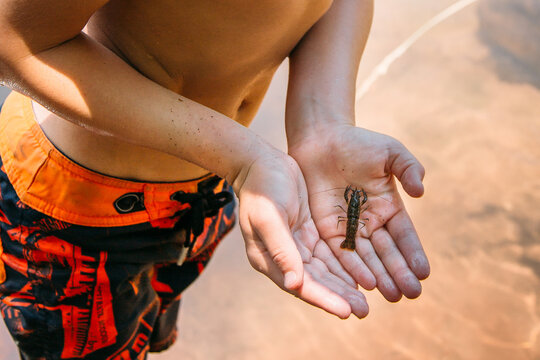 Close up of a boy holding a crayfish 