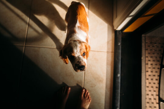 Portrait of a Welsh Springer Spaniel 