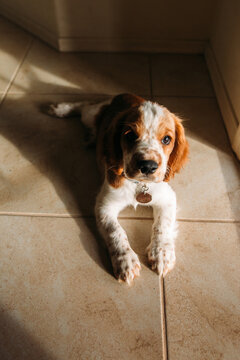 Portrait of a Welsh Springer Spaniel puppy