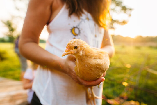Woman holding chicken in her backyard at sunset