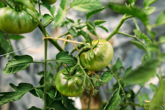 Tomato plant with green tomatoes