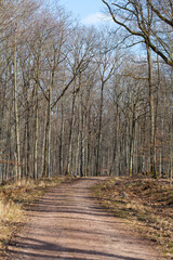 Springtime in forest with sand road and puddle