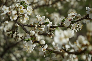 spring . cherry blossoms with white flowers