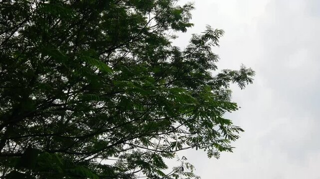 Chain of Jeungjing trees (Paraserianthes falcataria) swaying in the wind