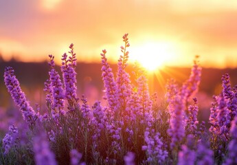 Fototapeta premium Beautiful lavender flowers blooming at sunset with warm sun rays shining through and creating a serene atmosphere in a natural landscape