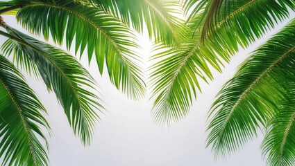 Fototapeta premium Green leaves of coconut palm tree separated on white background