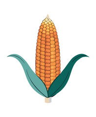 Obraz premium Colorful Corn on the Cob Illustration - Vibrant Maize Art for Design