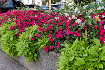 Plants and flowers near building in summer. Flower bed with petunia on the sidewalk.