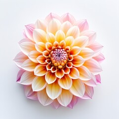 Fototapeta premium A large, bright pink and yellow flower with a white center