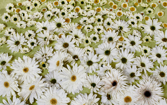 flowers daisies abstract pretty special occasion green background