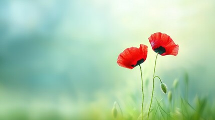 Obraz premium A pair of red blossoms rest on a verdant green lawn beneath a cerulean sky