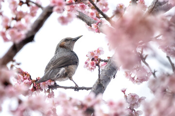 茨城県日立市　神峰公園の紅寒桜と蜜を求めて飛び交う野鳥
