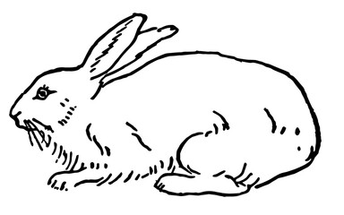Bunny Rabbit, Vintage Style Vector Illustration