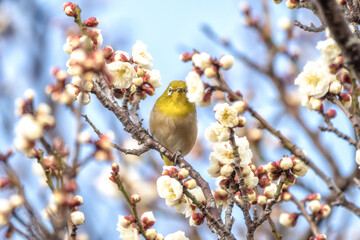 茨城県日立市　神峰公園の紅寒桜と蜜を求めて飛び交う野鳥
