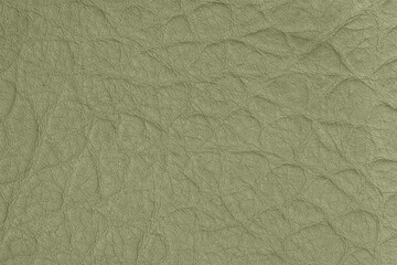Green leather texture with fine wrinkles and natural grain. Unique and stylish background for luxury and sustainable fashion designs