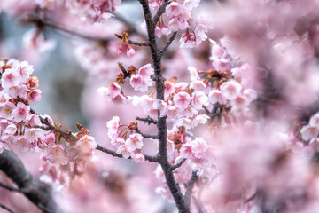 茨城県日立市　神峰公園の紅寒桜と蜜を求めて飛び交う野鳥
