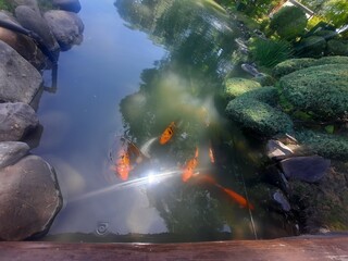 Parque Japones. Buenos Aires - Argentina