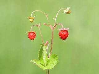 Wild strawberry with ripe red fruit, Fragaria vesca