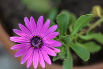 Purple flower, Cape Marguerite or African daisy (Osteospermum) bloom in garden.