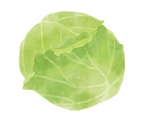 Obraz premium 水彩風のキャベツのイラスト