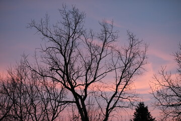 Pink cloud sunset with tree silhouettesPink cloud sunset with tree silhouettes
