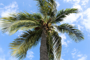 Obraz premium looking up view at beautiful palm trees in the breeze. tropical holiday vacation nature landscape scene.
