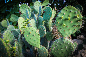 close-up of prickly pear cactus in the wild with texture detail abstract background texture. Opuntia ficus-indica © mailcaroline