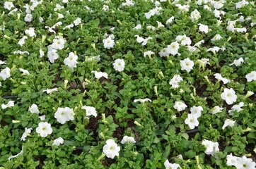 Photos of various garden flowers for decorative purposes.