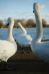 White swans looking out at peaceful lake