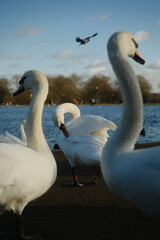 Beautiful white swan close up cleaning its feathers with other swans in vicinity