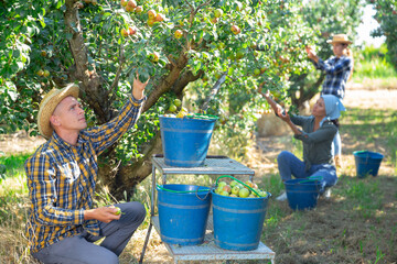 Group of people picking pears from trees on plantation