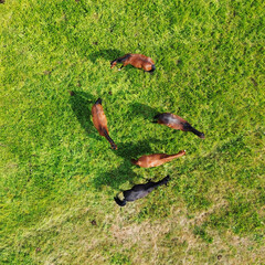 Horses in the waiting loop