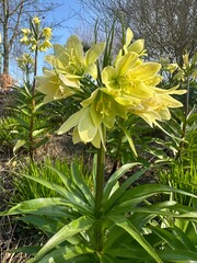 Obraz premium Fritillaria raddeana in bloom. Perennial bulbous plant. Also known as imperial fritillary. Blooms from February to April. The name ‘imperial fritillary’ comes from its regal, crown-like flowers
