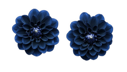 two dark blue flowers with intricate petal arrangements showcasing their beauty and elegance against a white background ideal for decoration or design inspiration