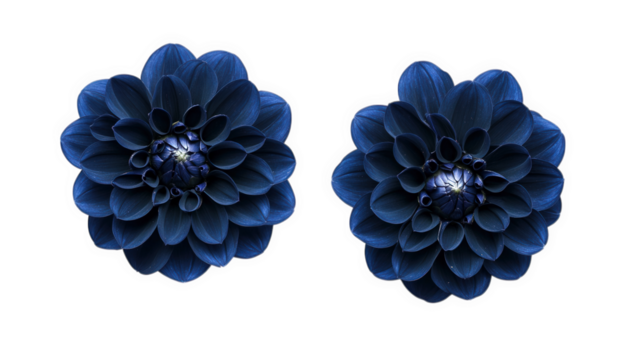 two dark blue flowers with intricate petal arrangements showcasing their beauty and elegance against a white background ideal for decoration or design inspiration