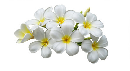 Naklejka premium A highly detailed botanical illustration of white Frangipani flowers in full bloom, arranged in a gentle, natural cluster. 
