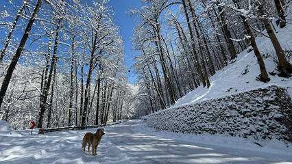 A lone dog stands on a snowy forest road, surrounded by frost-covered trees under a crisp blue sky