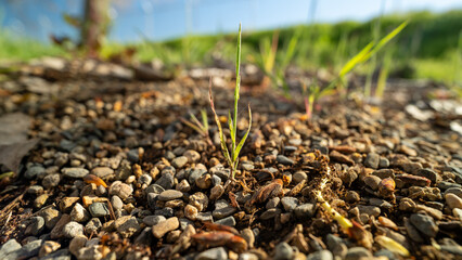 Scenic Garden Path Surrounded by Greenery