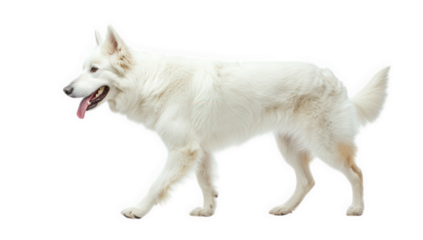 a side view of a fluffy white dog with a playful expression walking gracefully against a plain white background the dog's soft fur and lively demeanor