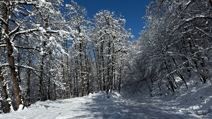 A snow-covered road winding through a winter forest with leafless trees