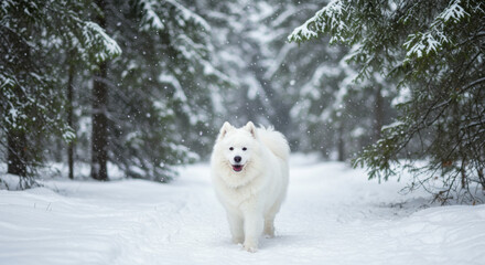 A Majestic Samoyed Dog Strolls Through A Snowy Winter Wonderland, Its White Fur Blending Seamlessly With The Pristine Landscape, Snowflakes Gently Falling Around It In A Serene And Peaceful Scene