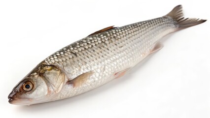 Mullet Fish on White Background