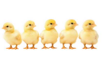 a row of five fluffy yellow chicks standing side by side against a white background showcasing their adorable and playful nature