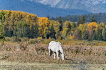 The horse (Equus ferus caballus) is a domesticated, one-toed, hoofed mammal.  Elk Ranch Flats...