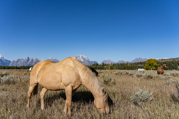 The horse (Equus ferus caballus) is a domesticated, one-toed, hoofed mammal.  Elk Ranch Flats...