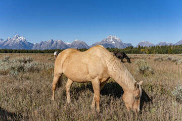 The horse (Equus ferus caballus) is a domesticated, one-toed, hoofed mammal.  Elk Ranch Flats...
