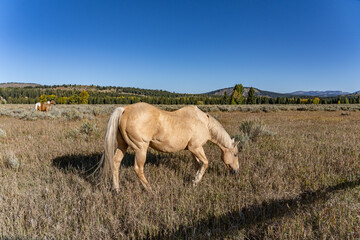 The horse (Equus ferus caballus) is a domesticated, one-toed, hoofed mammal.  Elk Ranch Flats...